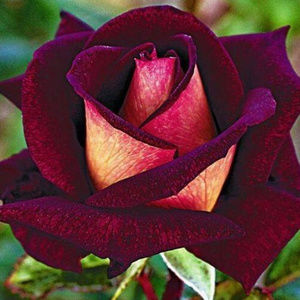 Welcome to Juju and D's